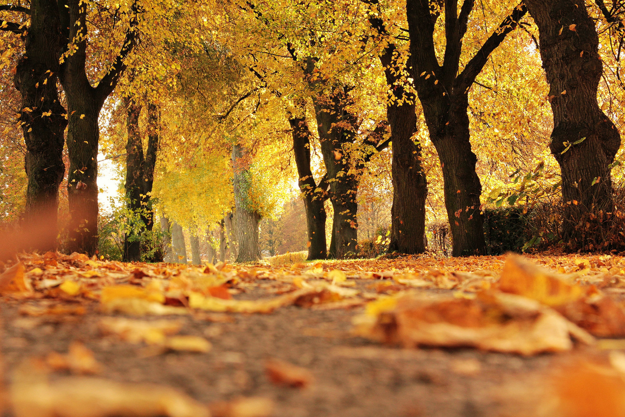 Autum-landscape